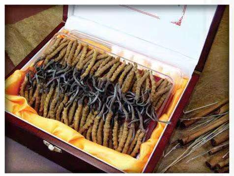 海西冬虫夏草回收